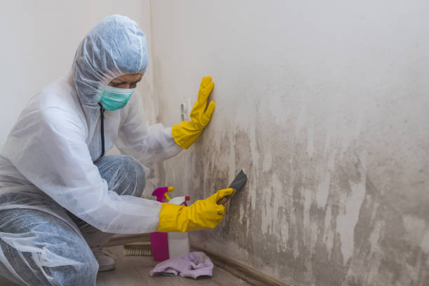 Environmental Consulting for Mold Prevention in Independence, OR