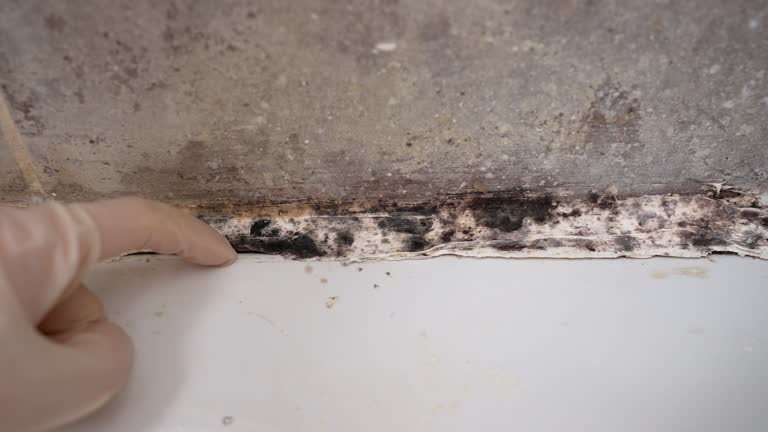 Reliable Independence, OR Mold Removal Solutions